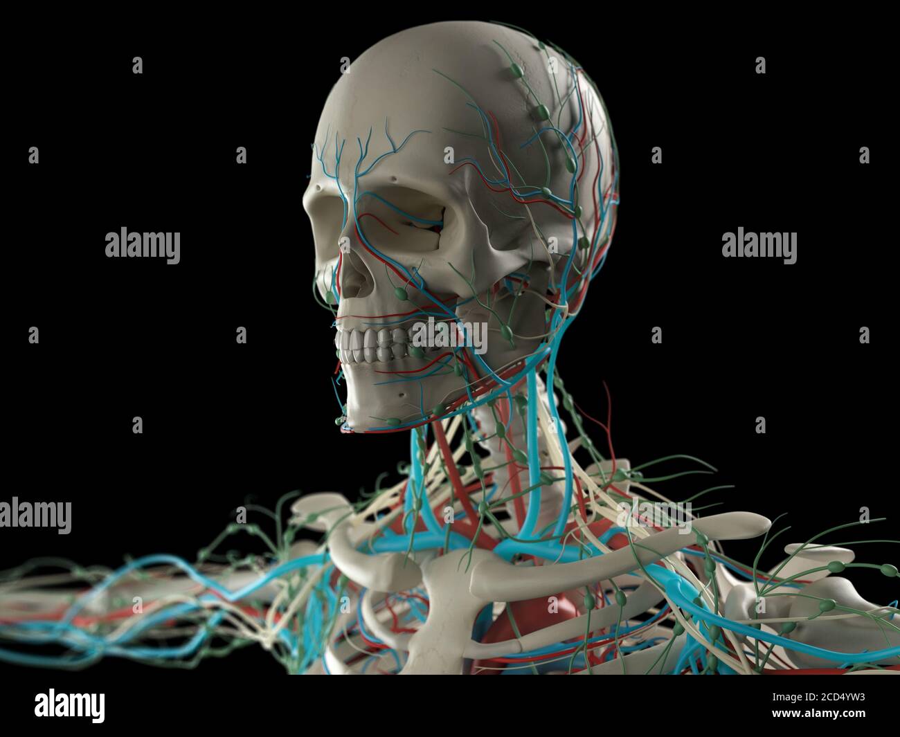 Anatomiedarstellung des menschlichen Schädels, Kopf mit Skelett und Gefäßsystem. Stockfoto