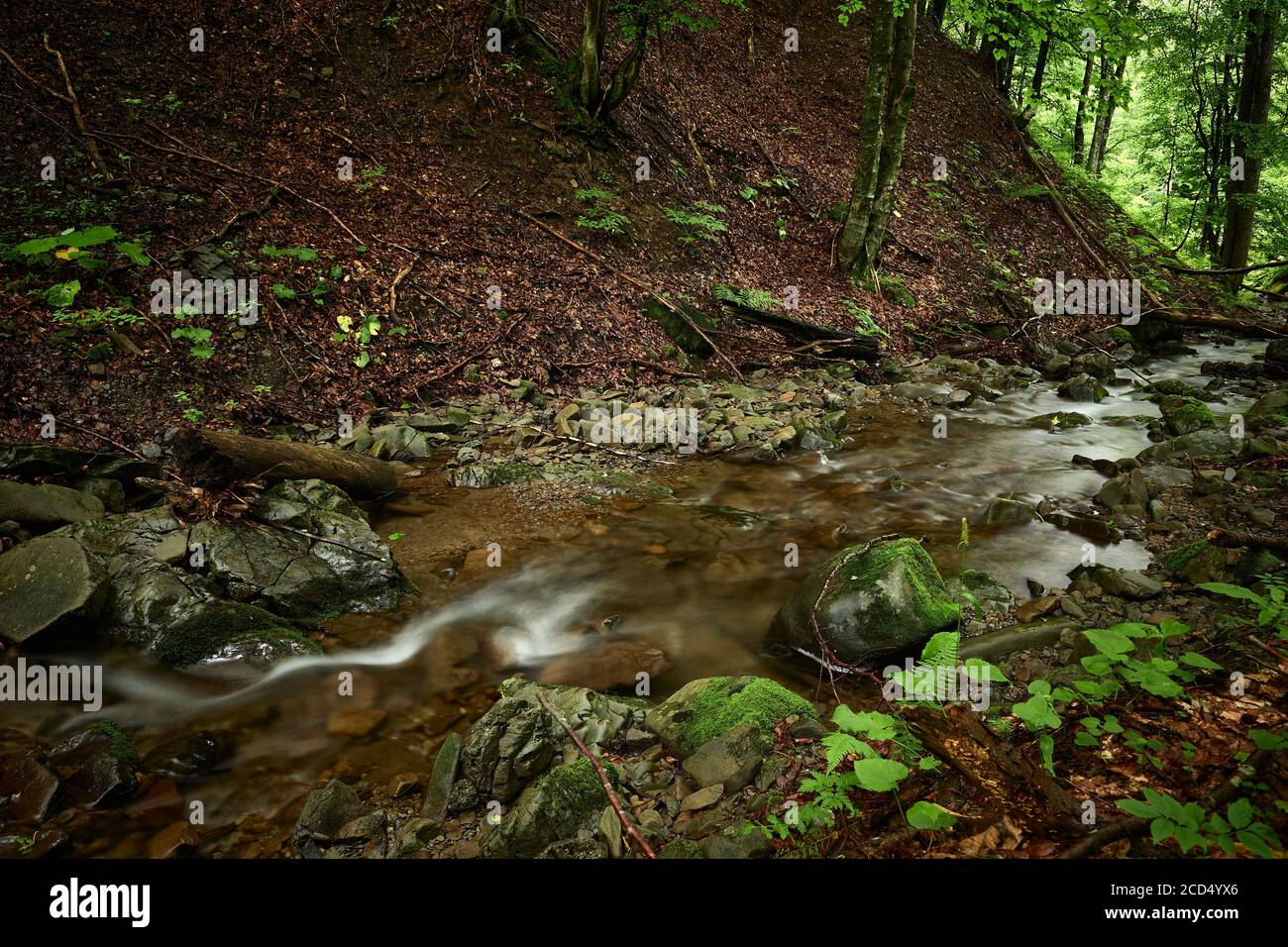 Steiles Ufer eines Bergbaches. Klares Wasser eines Karpaten-Gebirgsbaches mit mit mit gefallenen Blättern bedeckten Ufern. Stockfoto