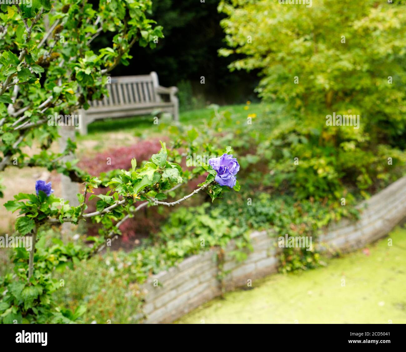 Japanese Hibiscus Stockfotos Und Bilder Kaufen Alamy