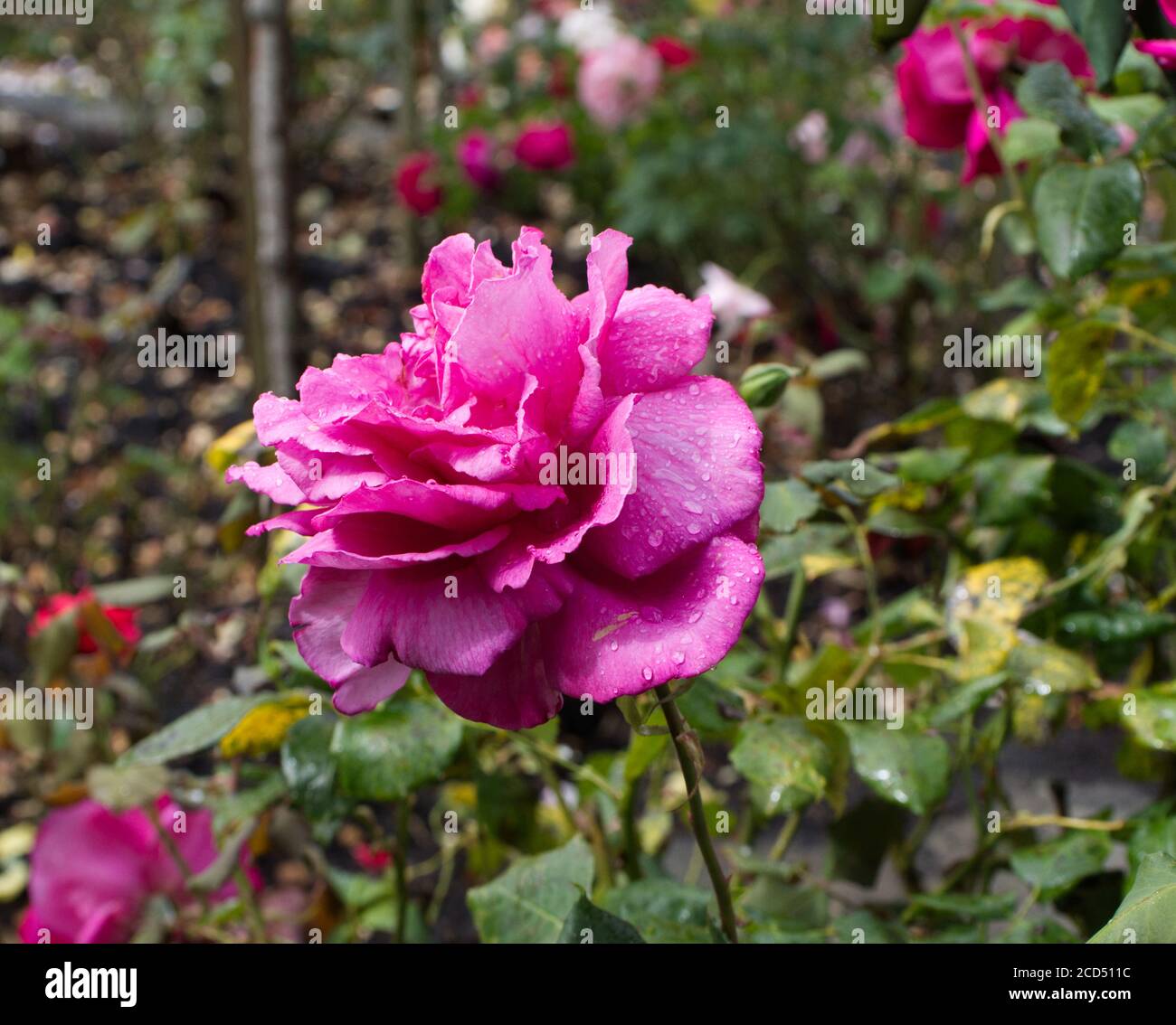 Rugosa Rose, Rosa Rugosa, Purple Rose Blütenblätter, Rosengarten, romantische Rose.Hoop Lane Crematorium Rose Gärten der Ruhe und Erholung. Golders Green Stockfoto