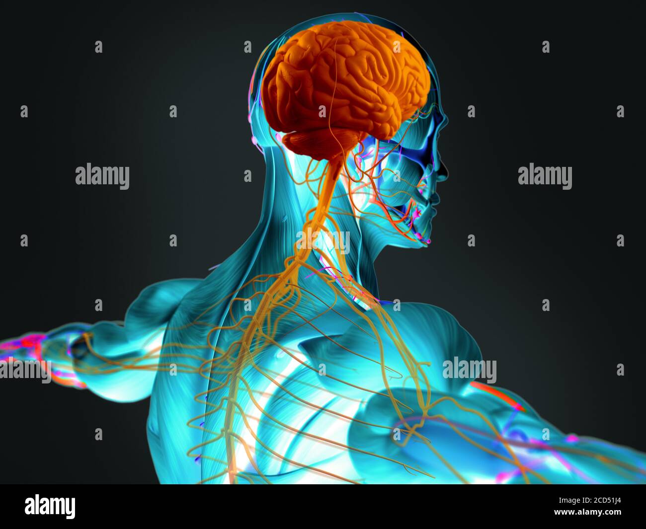 Menschliche Anatomie 3D futuristische Scan-Technologie mit Röntgenaufnahme des menschlichen Körpers. Rücken und Kopf und das Gehirn. Lebendige Farben. Röntgenähnlich. Stockfoto