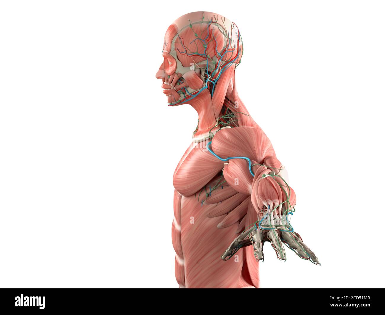 Menschliche Anatomie Körper, Seitenansicht des Muskel- und Gefäßsystems. Stockfoto