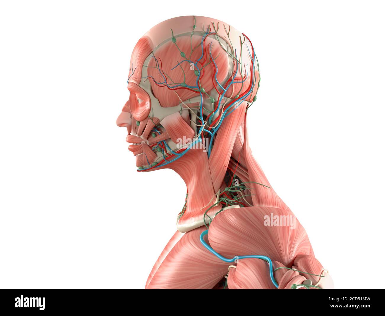Menschliche Anatomie Körper, Seitenansicht des Muskel- und Gefäßsystems. Stockfoto
