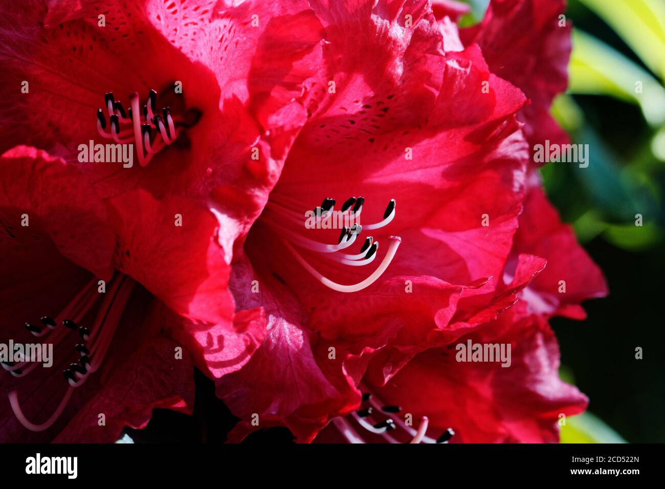 Rhododendron cornubia: Große Traversen von leuchtend roten Glockenblüten erscheinen ab dem späten Winter. Stockfoto