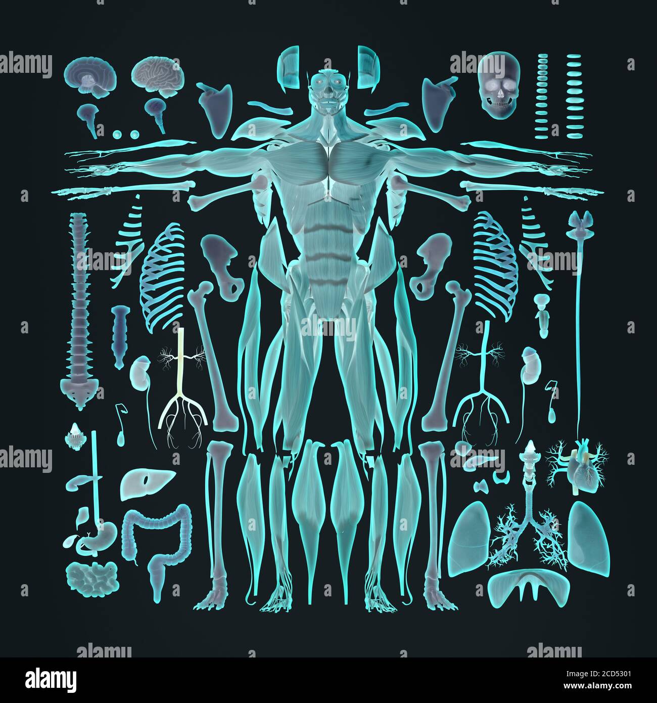 Anatomiedarstellung von menschlichen Körperteilen Explosionsansicht Flatlay 3D Abbildung Stockfoto