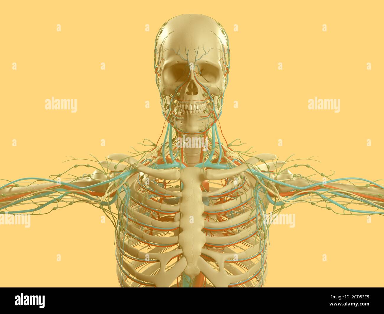 Anatomiedarstellung des menschlichen Schädels, Kopf mit Skelett und Gefäßsystem. Stockfoto