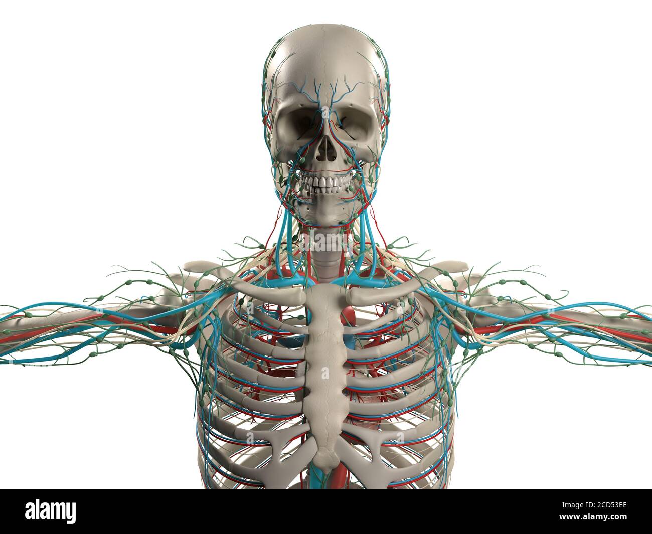 Anatomiedarstellung des menschlichen Schädels, Kopf mit Skelett und Gefäßsystem. Stockfoto