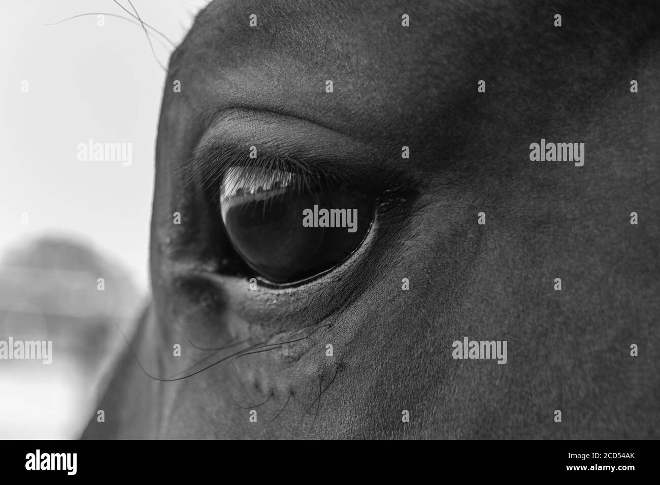 Reflections of Life Stockfoto