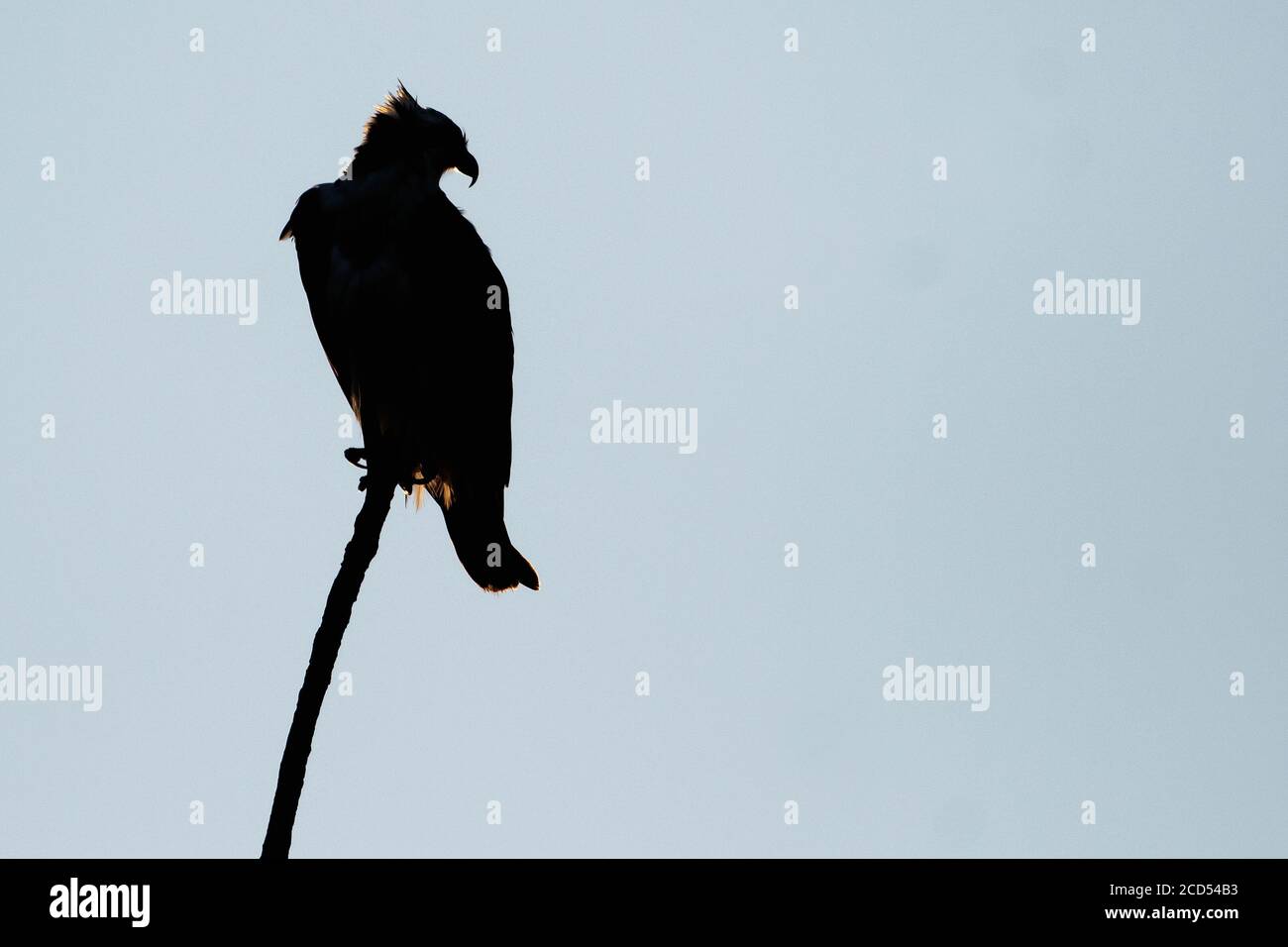 Osprey Silhouette im Morgengrauen Stockfoto