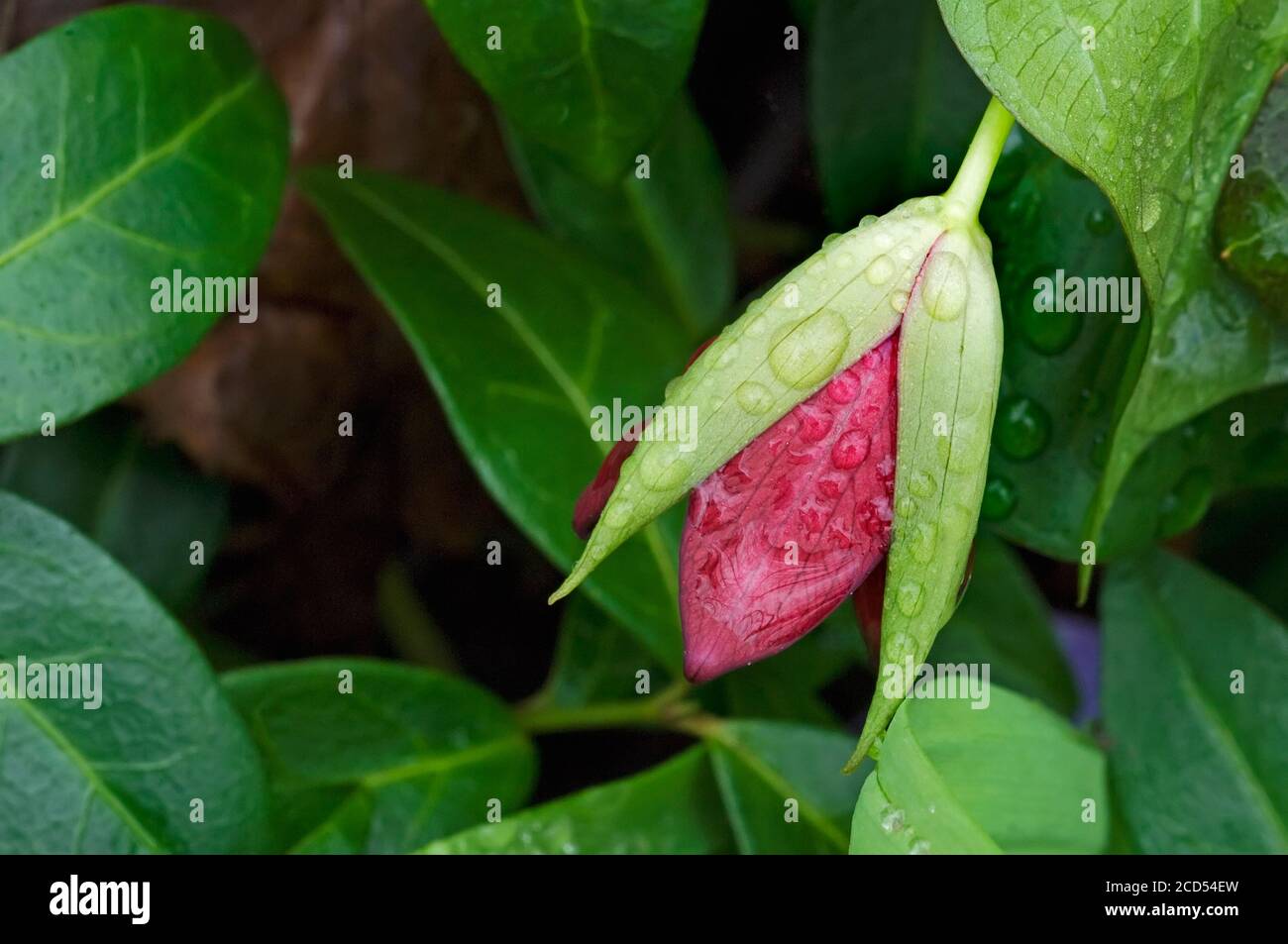 Rote trillium blühen nach dem Regen Stockfoto