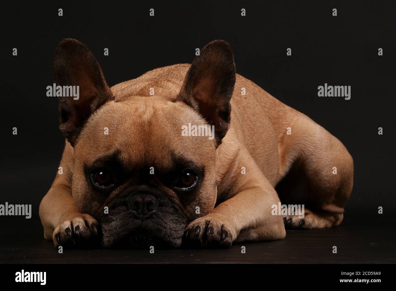 Nahaufnahme einer französischen Bulldogge, die auf einer schwarzen aufliegt Hintergrund Stockfoto