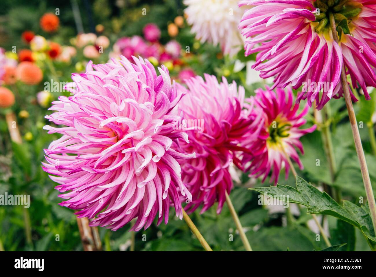 Nahaufnahme von blühenden rosa Dahlien in Rhododendron Garden, Point Defiance Park, Tacoma, Washington, USA Stockfoto