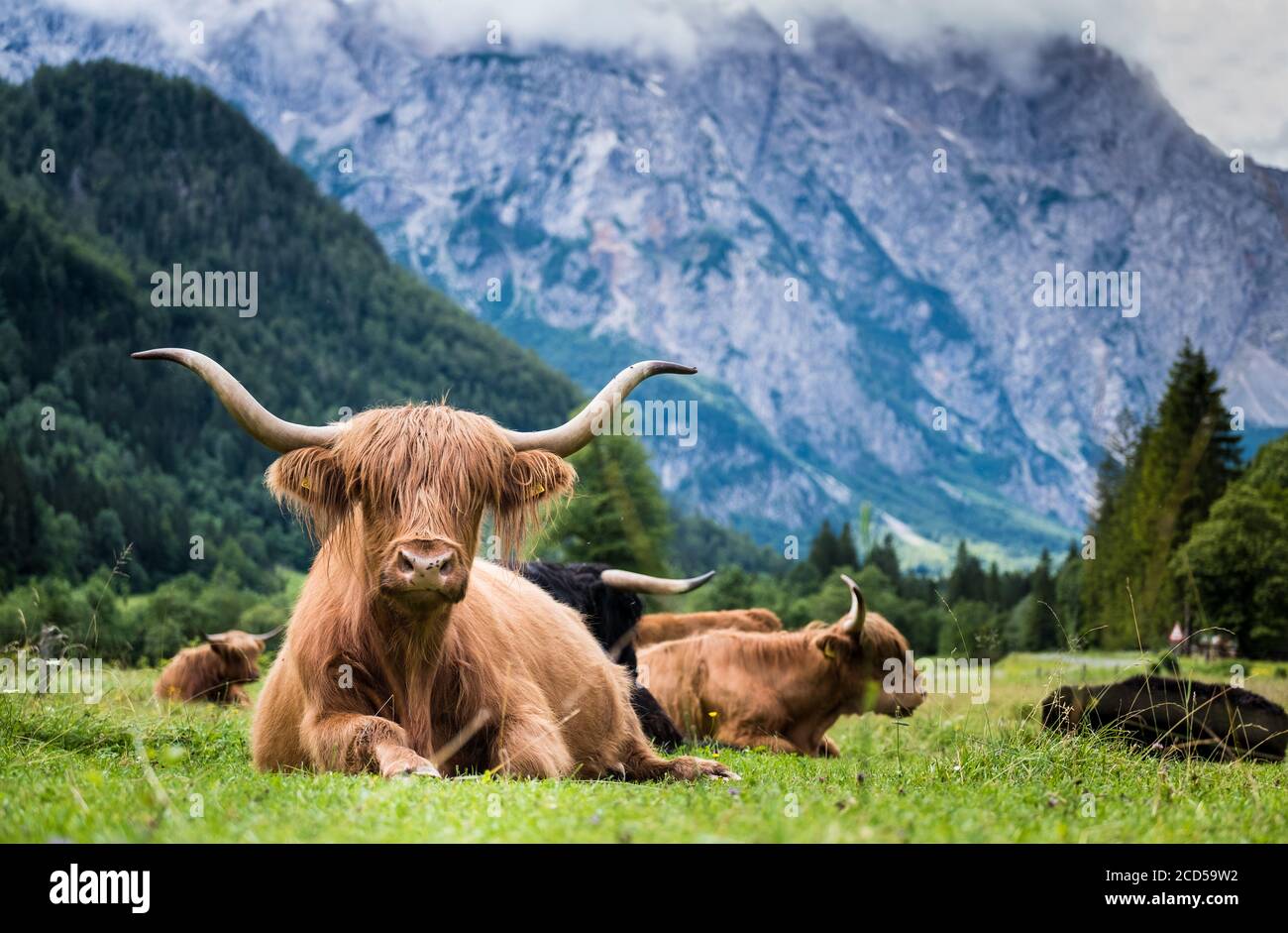 Die schottische Rasse der rustikalen, zotteligen Rinder ist auch als Hochlandrinder bekannt, die auf dem grünen Gras auf der weiten Wiese im Logar-Tal in Slowenien liegen. Stockfoto