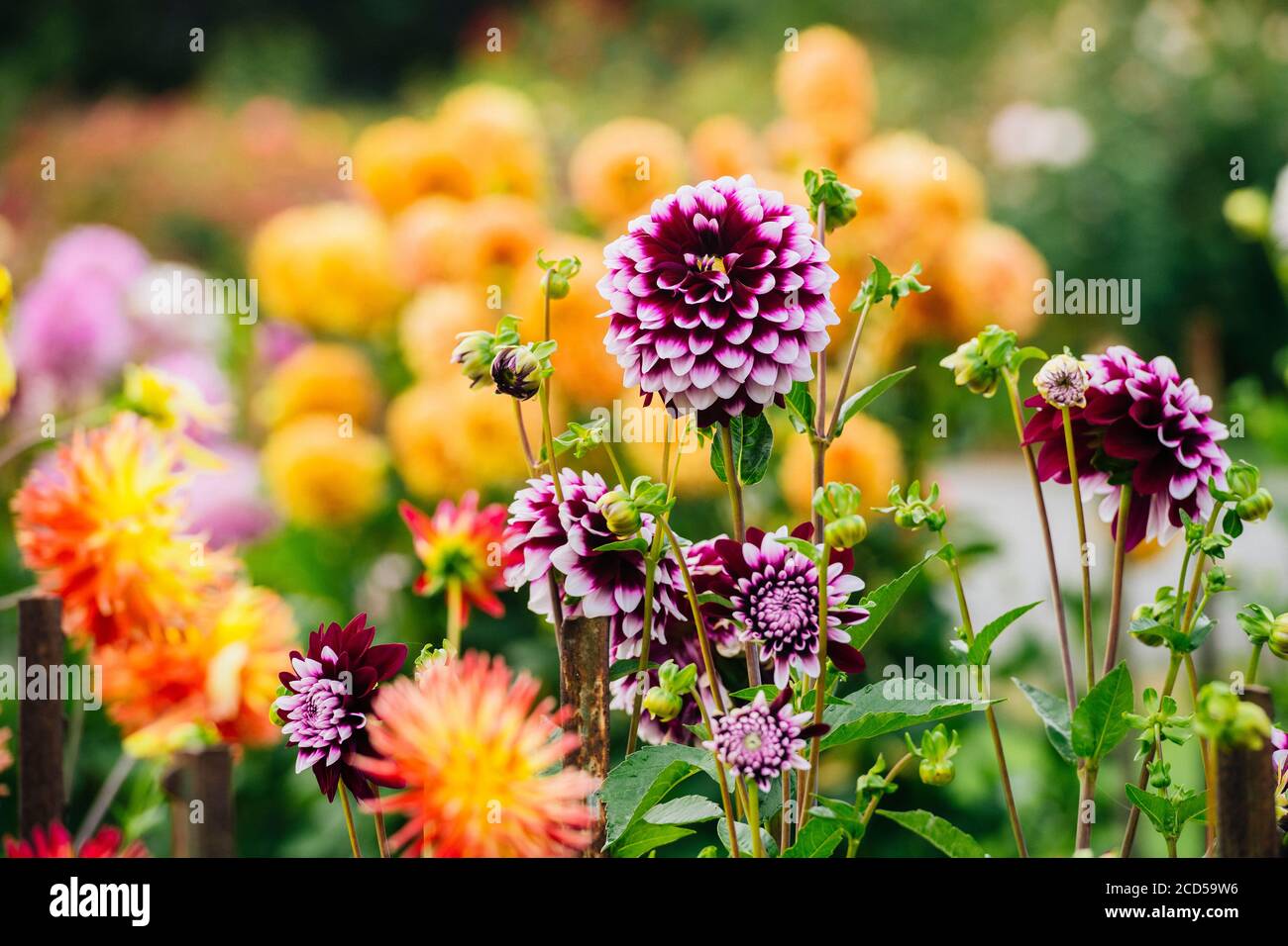 Nahaufnahme von blühenden rosa Dahlien in Rhododendron Garden, Point Defiance Park, Tacoma, Washington, USA Stockfoto