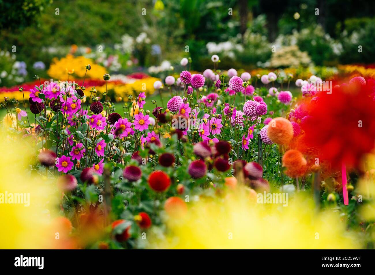 Blühende bunte Blumen in Rhododendron Garden, Point Defiance Park, Tacoma, Washington, USA Stockfoto