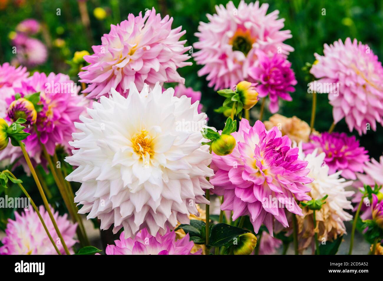 Nahaufnahme von blühenden rosa Dahlien in Rhododendron Garden, Point Defiance Park, Tacoma, Washington, USA Stockfoto