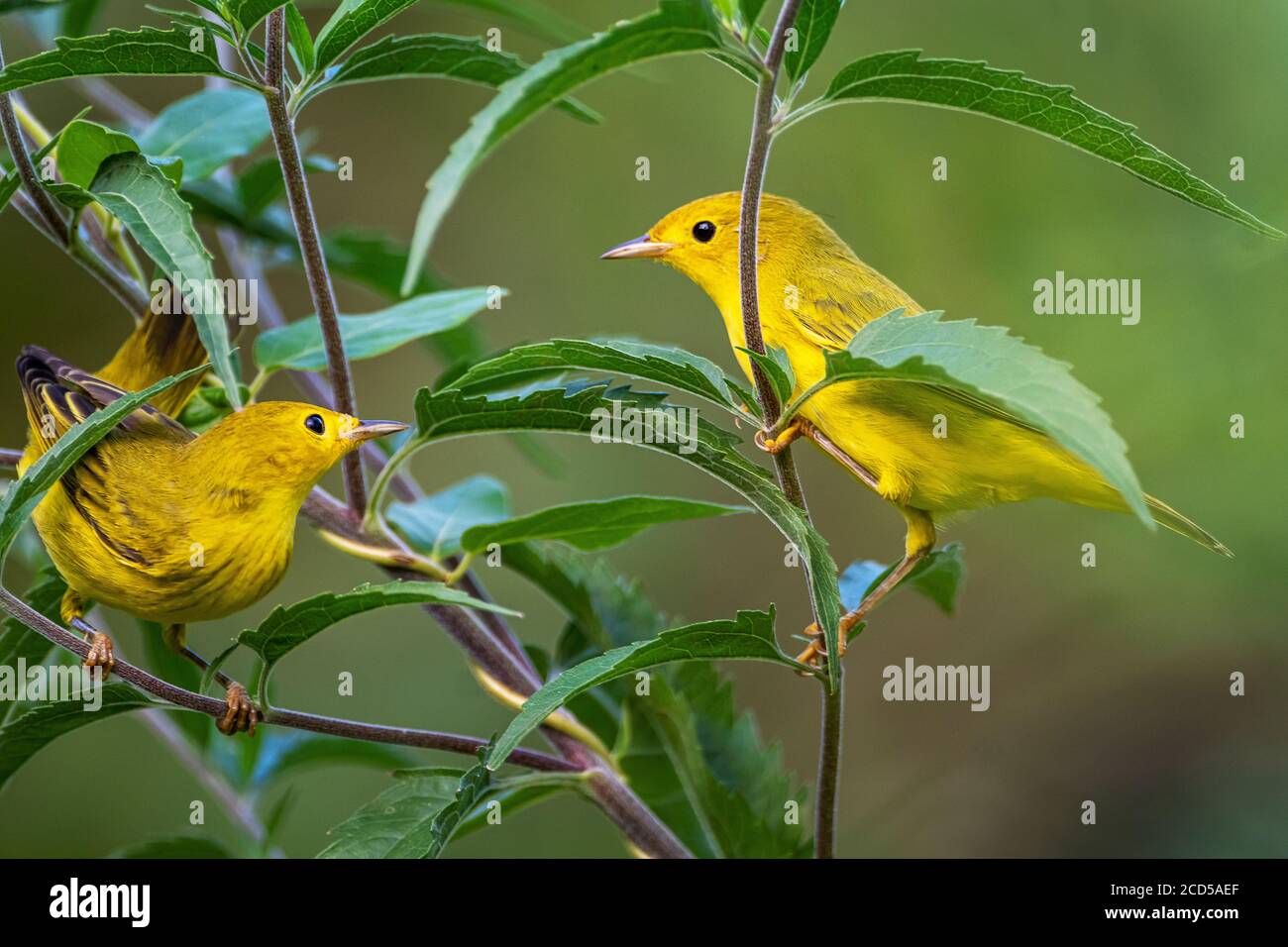 Zwei gelbe Warblern im Spätsommer Stockfoto