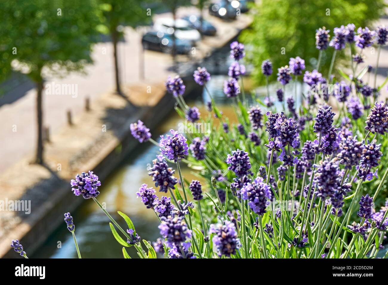 Blühender Lavendel oder lavandula auf einem Balkon in einer typisch holländischen Stadt mit Kanal und geparkten Autos. Urban Gardening Konzept. Stockfoto