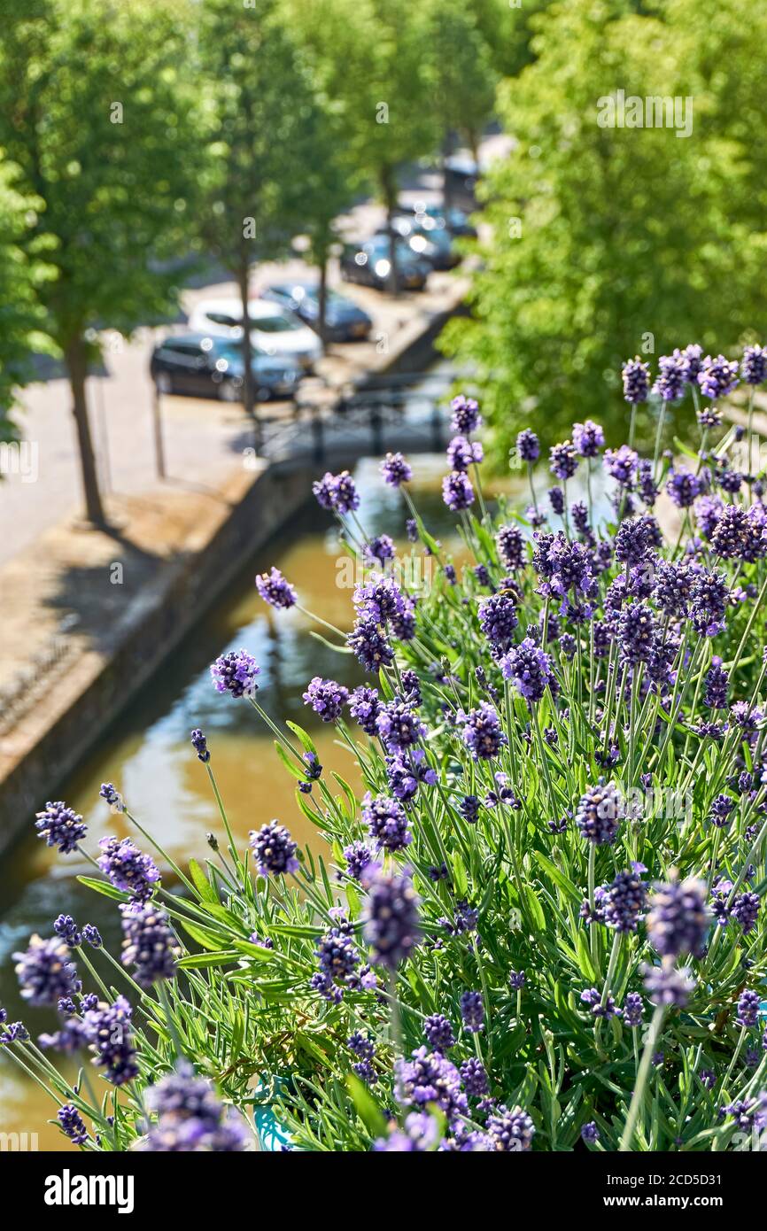 Blühender Lavendel oder lavandula auf einem Balkon in einer typisch holländischen Stadt mit Kanal und geparkten Autos. Urban Gardening Konzept. Vertikales Bild. Stockfoto