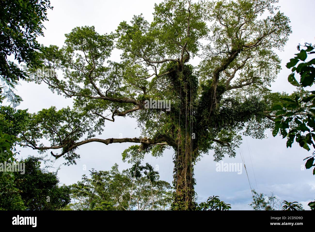 Peruanischer Amazonas-Regenwald Stockfoto