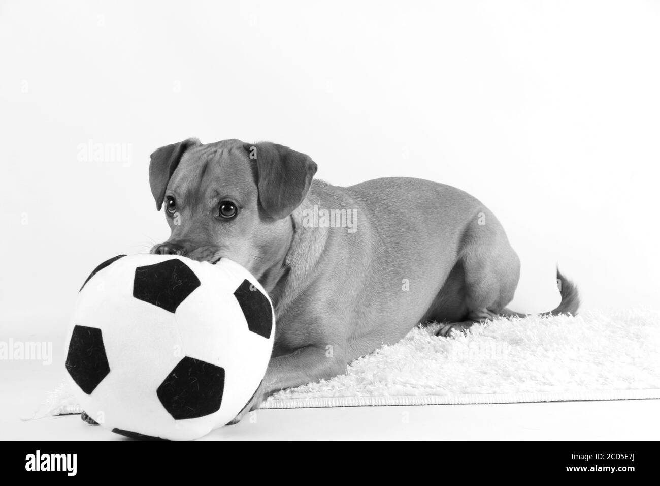 Graustufenaufnahme eines Begleithundes, der auf einem flauschigen liegt Teppich mit einem Spielzeugfußball Stockfoto