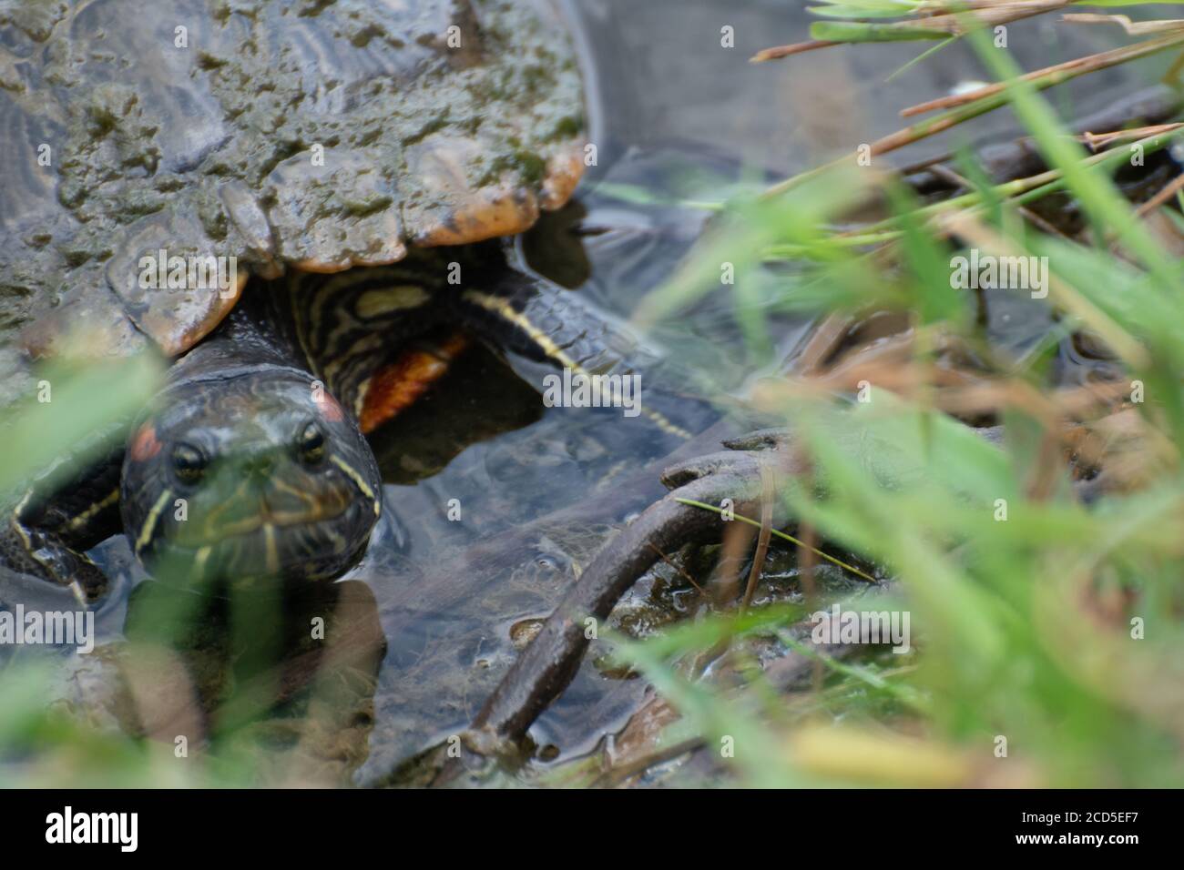 Schildkröte kriecht aus dem Teich auf Shore Stockfoto