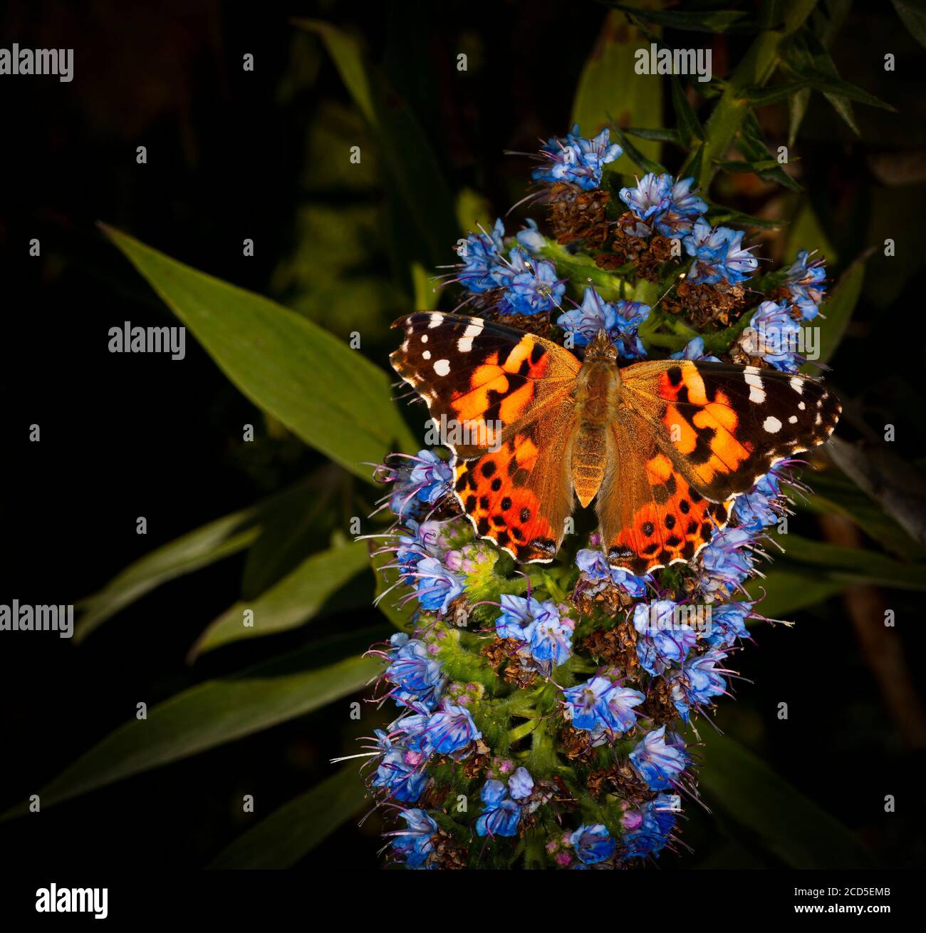 Naturfoto des Schmetterlings, der auf einer blauen Blume steht Stockfoto