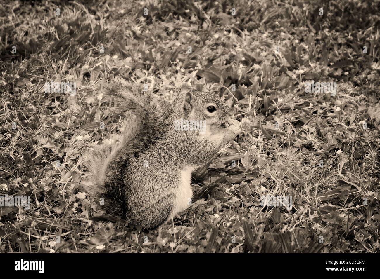 Schwarz-weiß Naturfoto von Eichhörnchen essen Nuss auf Gras Stockfoto