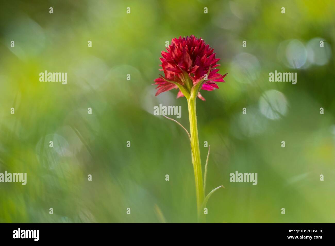 Blütenstand der Schwarzen Gymnadenia (Gymnadenia nigra). Naturpark Capçaleres del Ter i del Freser. Katalonien. Spanien. Stockfoto