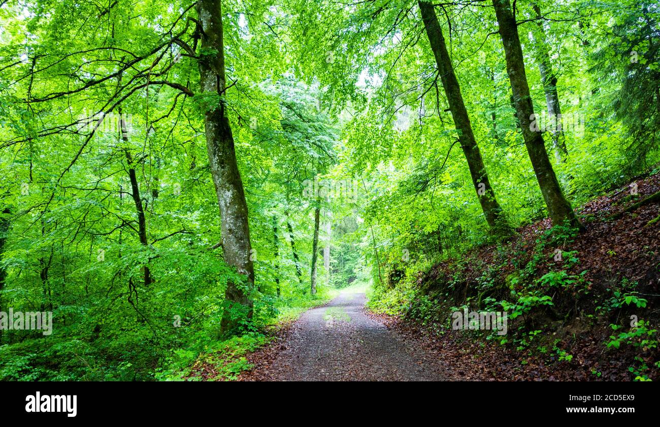 Landschaft mit Feldweg im grünen Wald, Deutschland Stockfoto