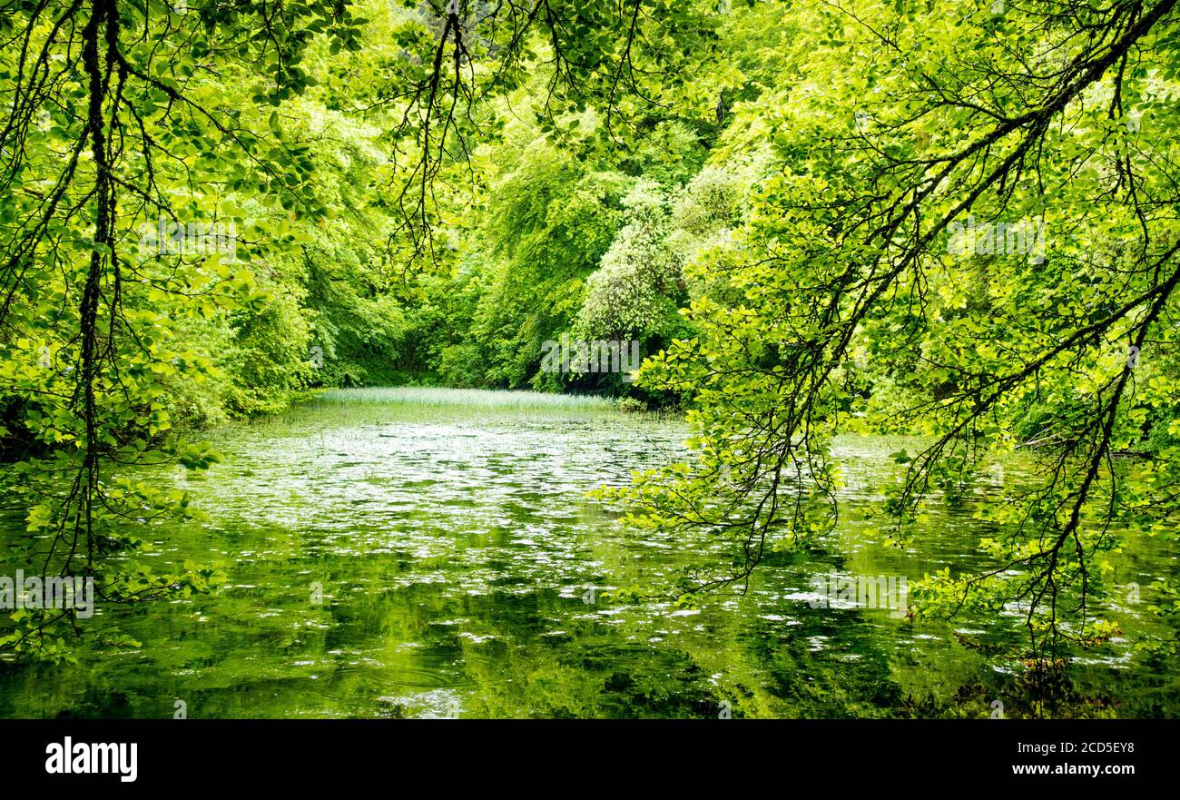Landschaft mit See im grünen Wald, Deutschland Stockfoto