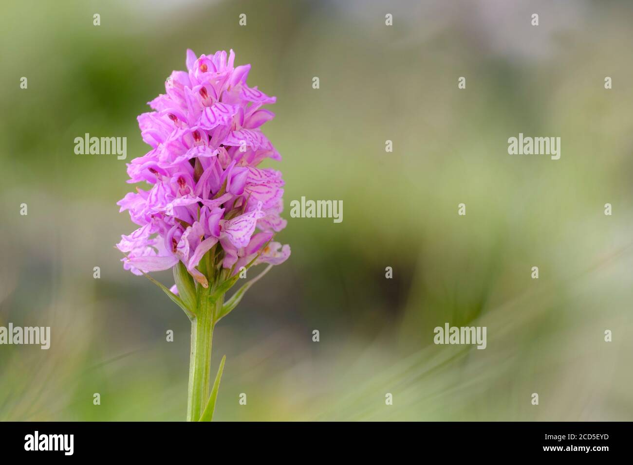 Blütenstand der Heath Spotted-Orchidee (Dactylorhiza maculata maculata). Naturpark Capçaleres del Ter i del Freser. Katalonien. Spanien. Stockfoto
