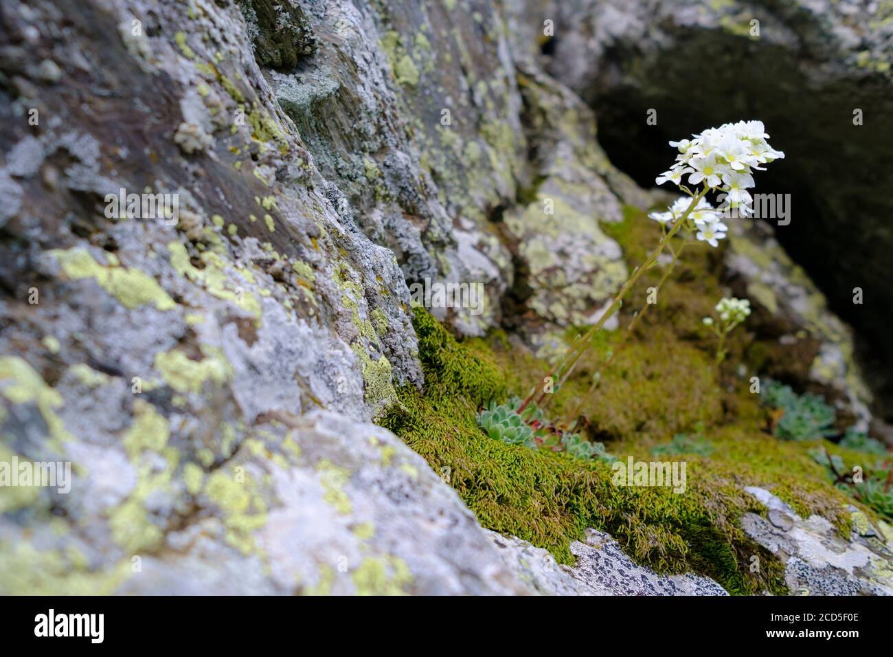 Alpensaxifrage (Saxifraga paniculata) auf felsigem Lebensraum. Naturpark Capçaleres del Ter i del Freser. Katalonien. Spanien. Stockfoto