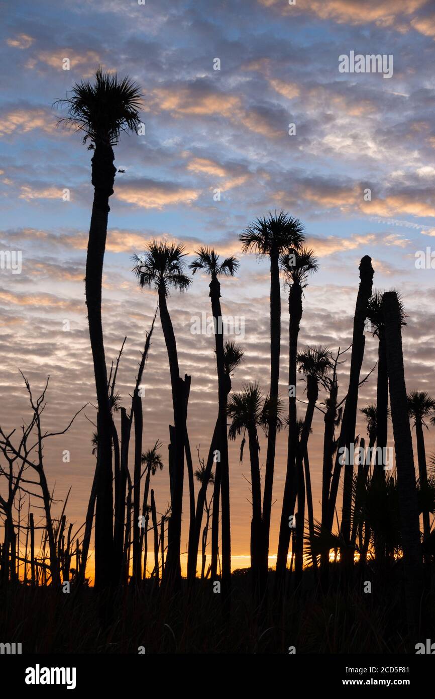 Palmen (möglicherweise Kohlpalmen), die von der aufgehenden Sonne im Orlando Wetlands Park, einem Naturreservat östlich von Orlando, silhouettiert werden. Stockfoto