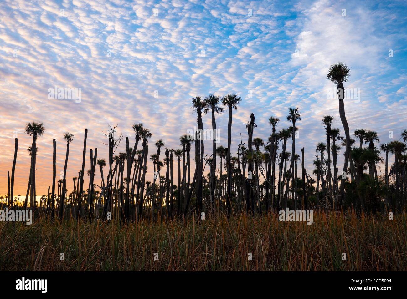 Palmen (möglicherweise Kohlpalmen), die von der aufgehenden Sonne im Orlando Wetlands Park, einem Naturreservat östlich von Orlando, silhouettiert werden. Stockfoto