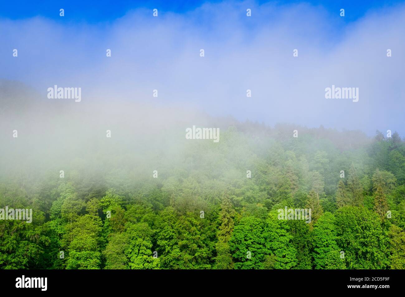 Landschaft mit grünem Wald im Nebel, Baden-Württemberg, Deutschland Stockfoto