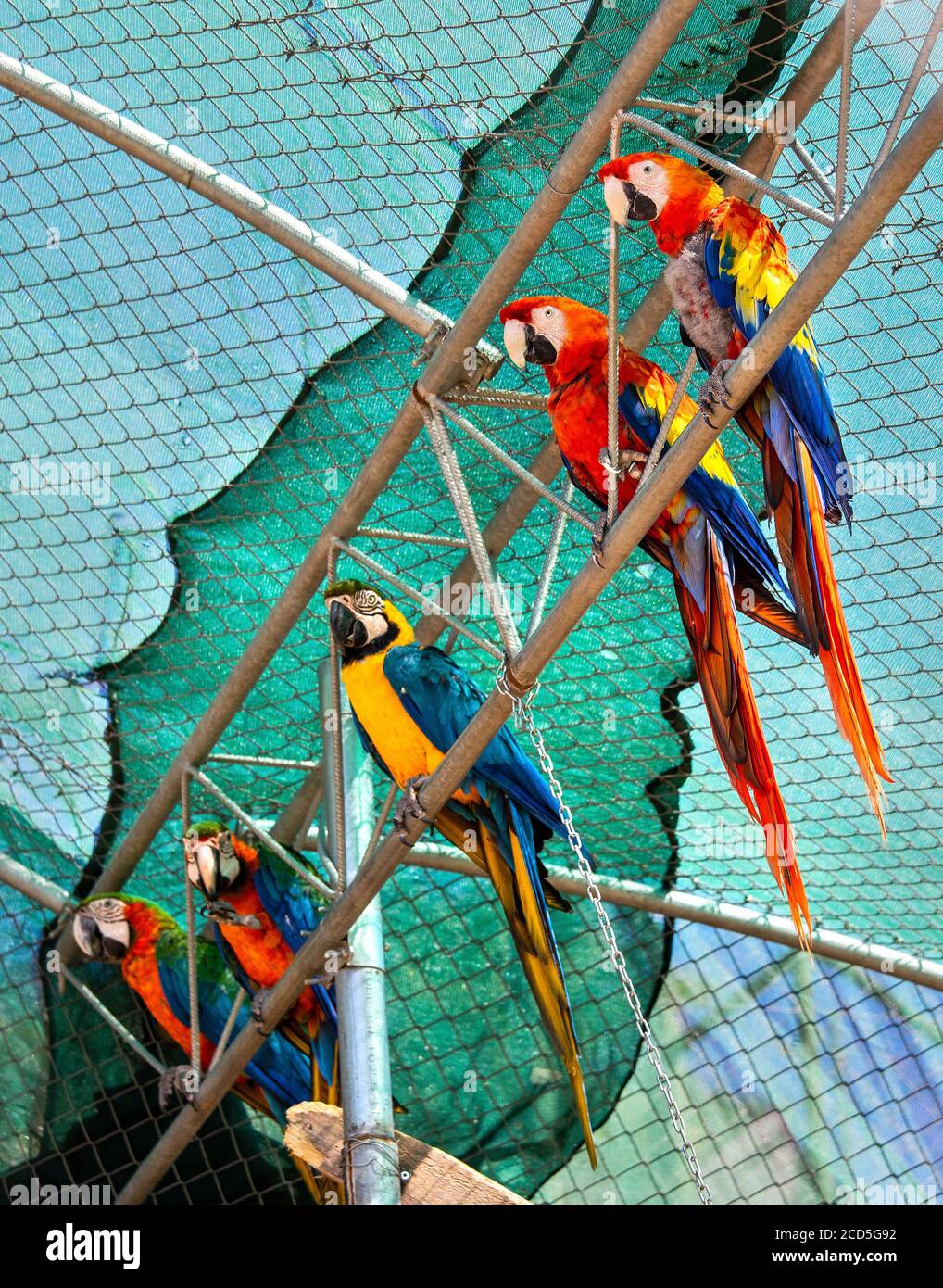 Schöne, bunte Papageien im Amazonas Park, Zoo zwischen Neapolis & Kourounes Dorf, Gemeinde Agios Nikolaos, Lassithi, Kreta, Griechenland. Stockfoto