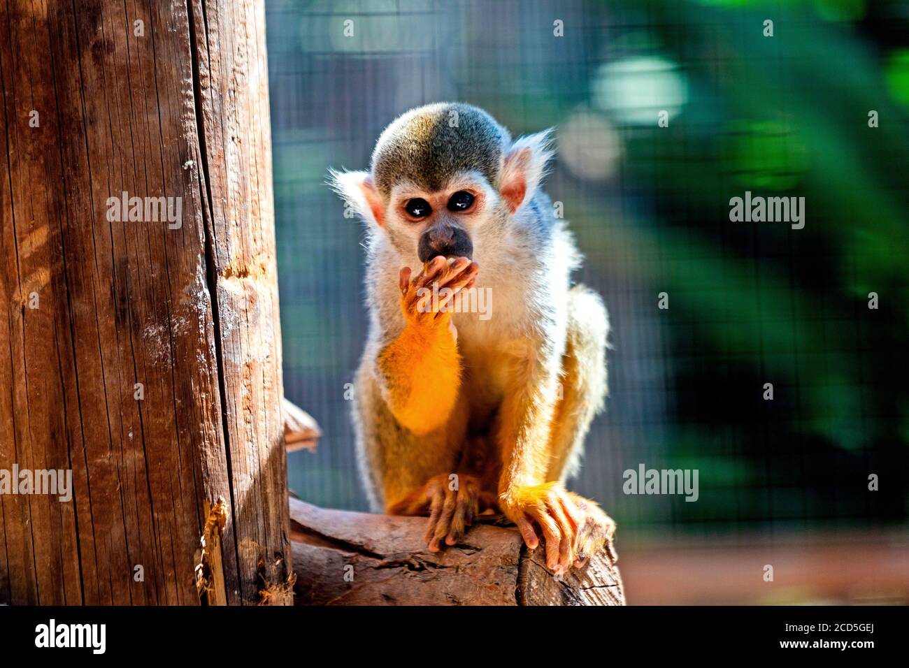 Ein Saimiri Oerstedii (Zentralamerikanischer Eichhörnchen-Affe) im Amazonas-Park, Gemeinde Agios Nikolaos, Lassithi, Kreta, Griechenland. Stockfoto