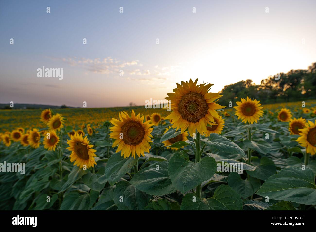 Feld von Sonnenblumen in der Abenddämmerung Stockfoto