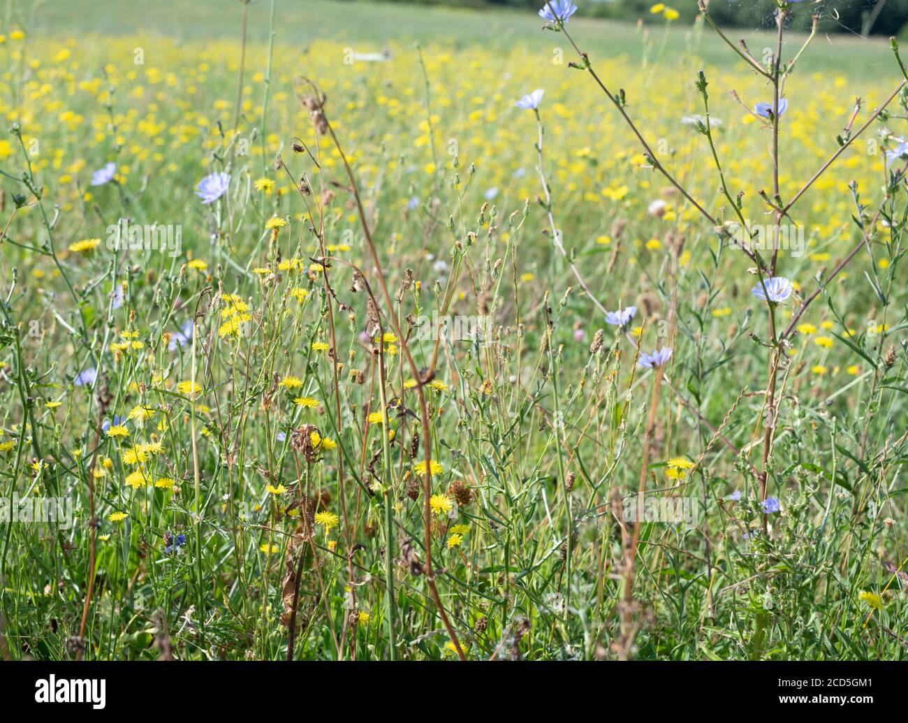 Feld der wilden Blumen mit einer flachen Tiefe des Feldes Stockfoto