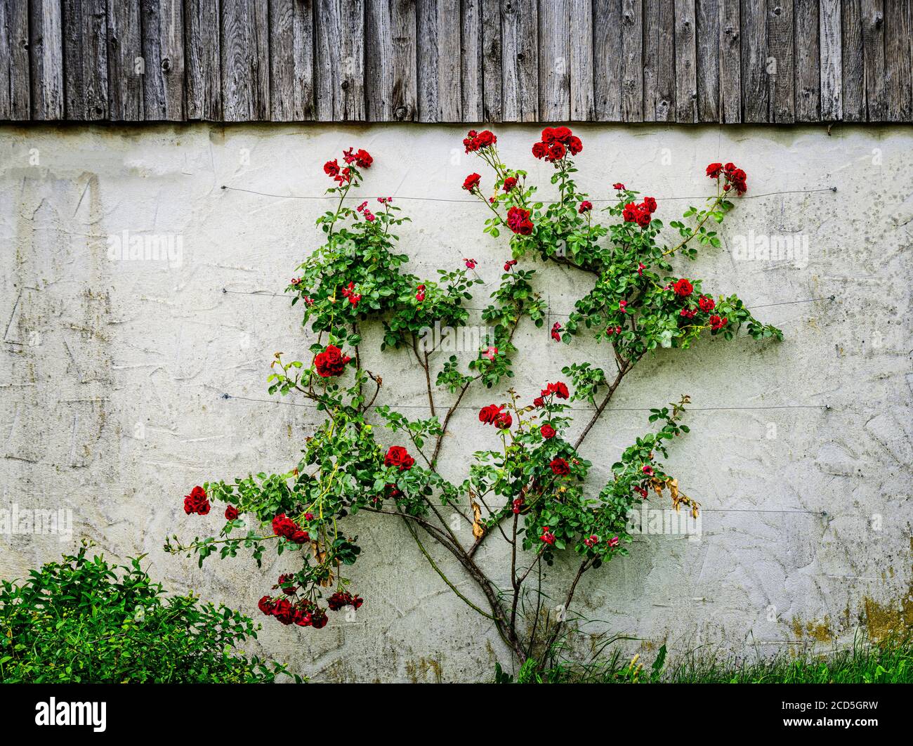 Blick auf Rosenbusch und Wand Stockfoto