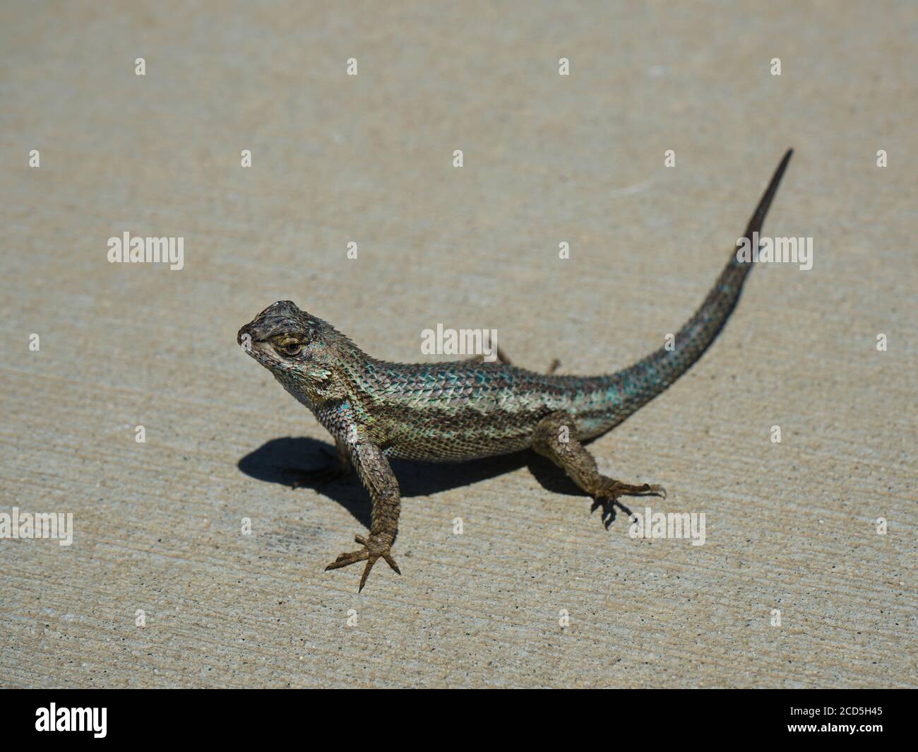 Eine kalifornische Zauneidechse alias Elgaria multicarinata multicarinata, oder Alligatoreidechse sonnt sich selbst. Stockfoto