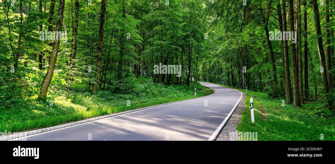 Weg durch einen Wald im Frühling Stockfoto