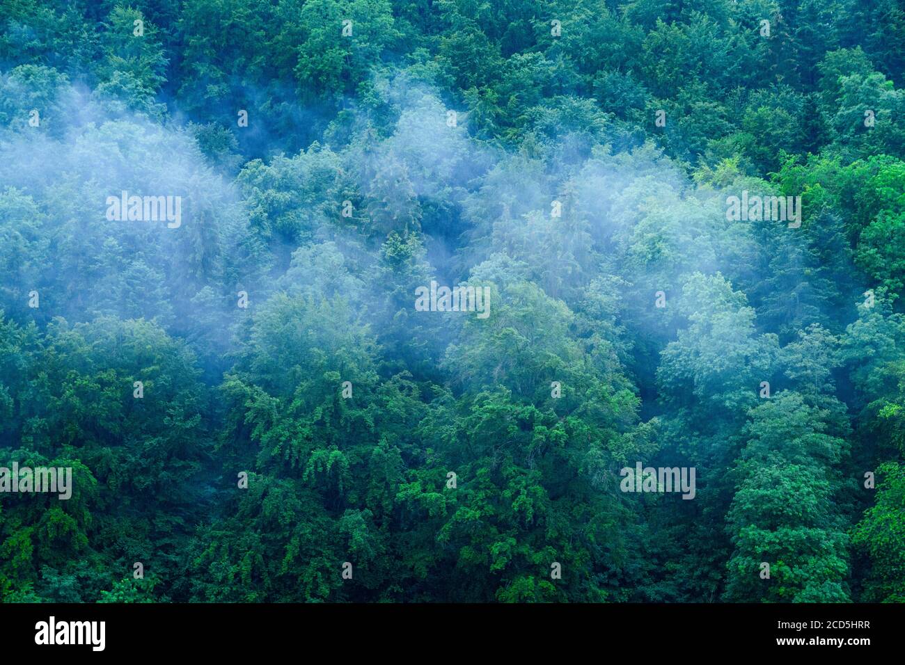 Leichter Nebel über üppigem Wald im Frühling Stockfoto