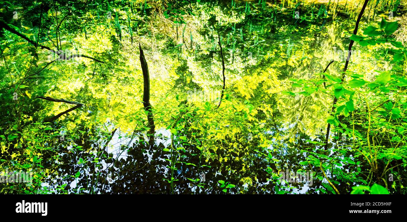 Üppig grüner Wald, der sich im Frühling im See spiegelt Stockfoto