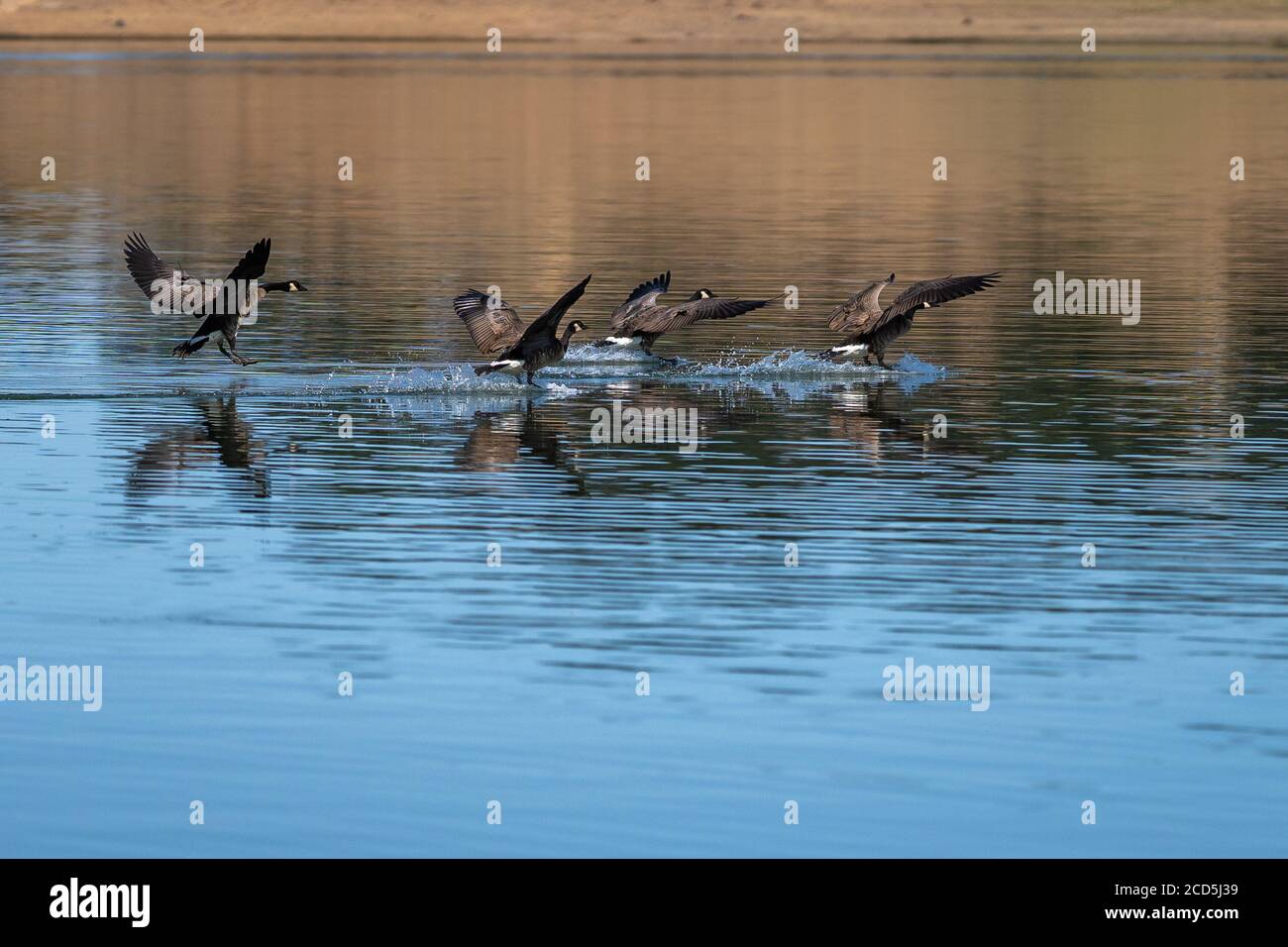 Kanada Gänse Herde fliegen Landung auf dem Wasser. Oregon, Ashland, Emigrant Lake, Sommer Stockfoto
