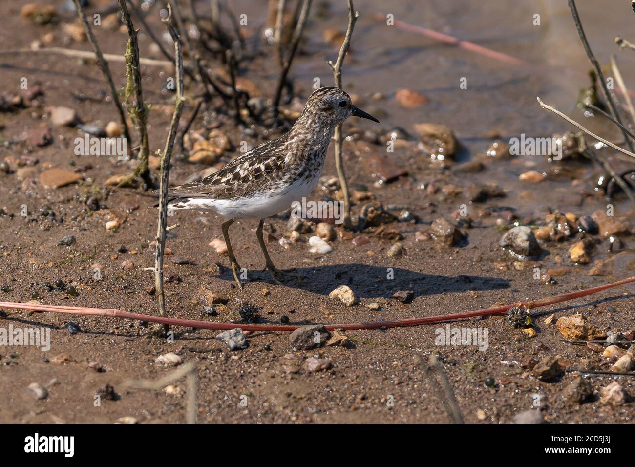 Am wenigsten Sandpiper-Seerögel, der am Ufer entlang läuft. Oregon, Ashland, Emigrant Lake, Sommer Stockfoto