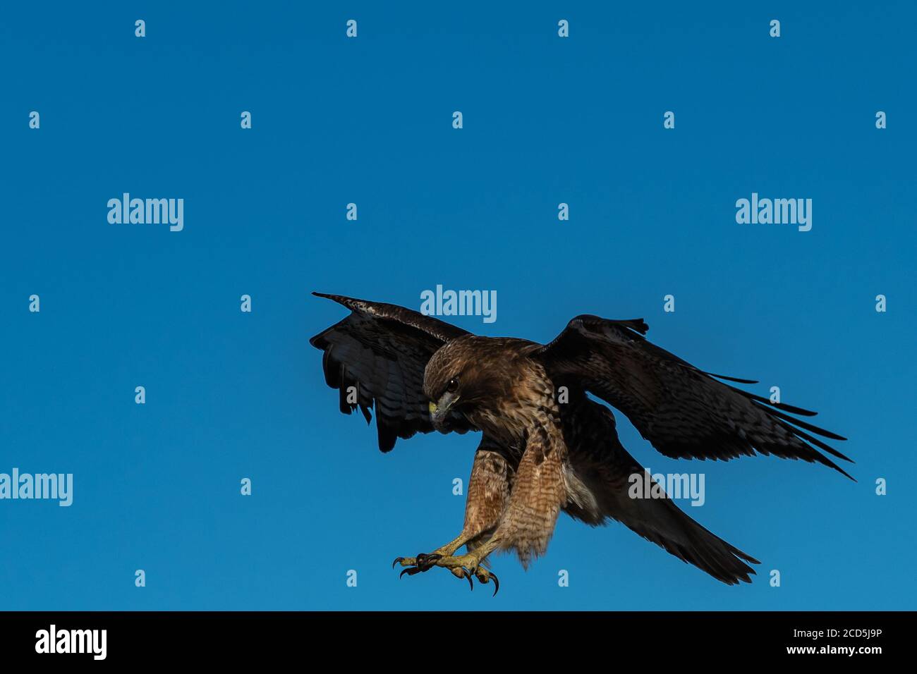 Rotschwanz-Falke im Flug Falken fliegen, Oregon, Merrill, Lower Klamath National Wildlife Refuge, Winter Stockfoto