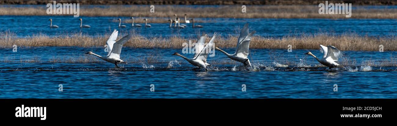 Schwäne starten aus dem Wasser im Flug Schwanenflug, Oregon, Merrill, Lower Klamath National Wildlife Refuge, Winter Stockfoto