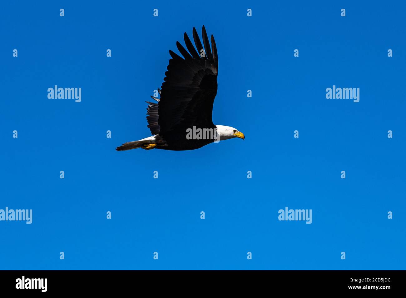 Weißkopfseeadler im Flug Adler fliegen, Oregon, Merrill, Lower Klamath National Wildlife Refuge, Winter Stockfoto